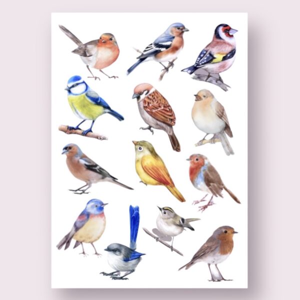 Decalvel Vogeltjes